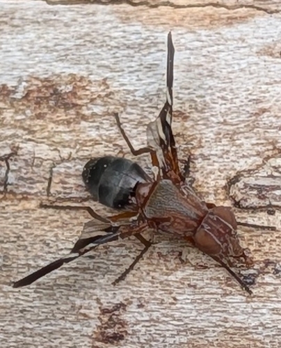 Unknown species found near Plano, TX 75074, USA