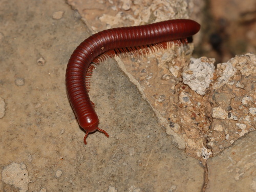 Rusty Millipede