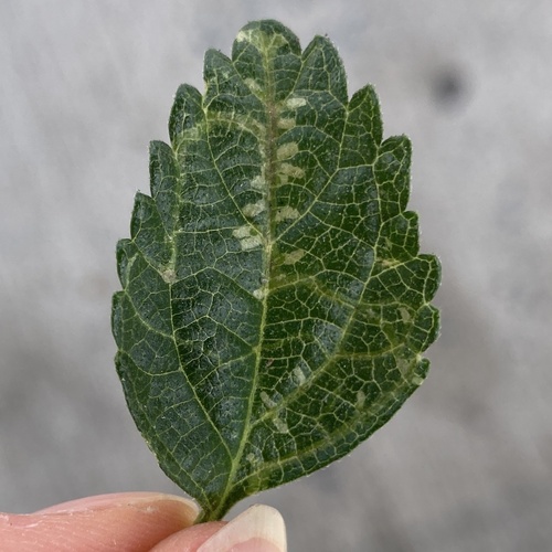 Unknown species found near University Ave, Riverside, CA, US