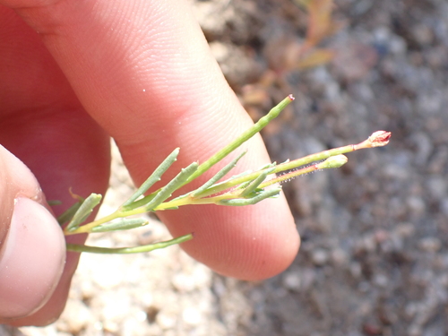 plains evening primrose (Camissonia contorta)