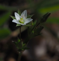Sabulina tenuifolia