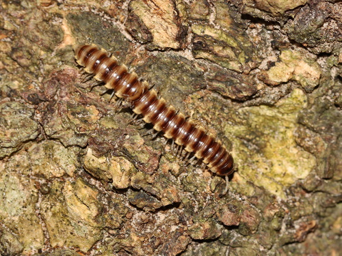 Orthomorpha lauta