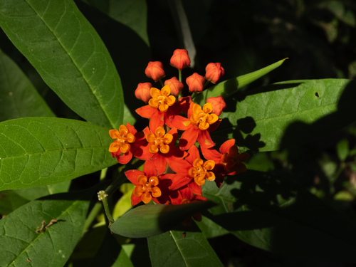 tropical milkweed