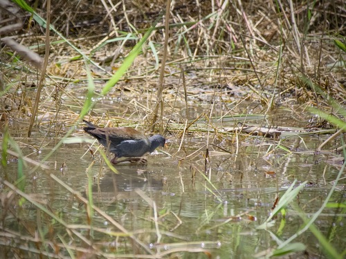 iNaturalist image