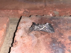 Vittaplusia vittata