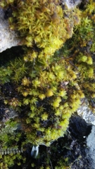 Encalypta streptocarpa