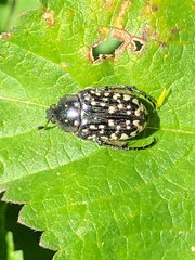 Oxythyrea noemi
