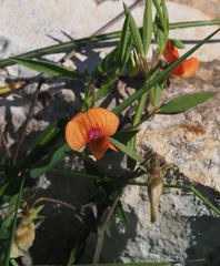 Lathyrus blepharicarpos