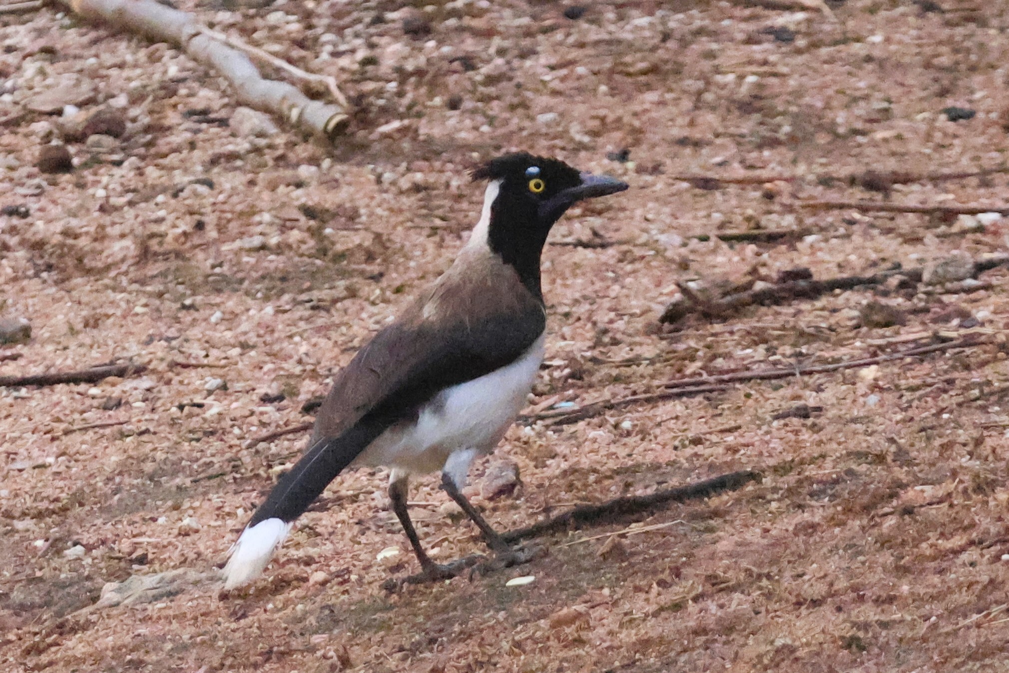 White-naped Jay (Cyanocorax cyanopogon), photo 3