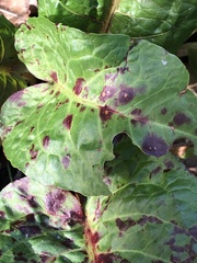 Ramularia rubella