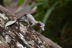 Uroplatus