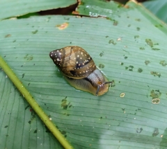 Simpulopsis
