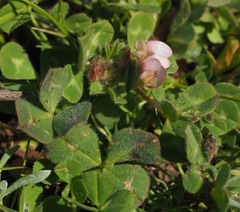 Trifolium eriosphaerum