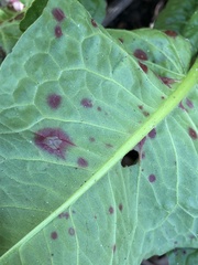 Ramularia rubella