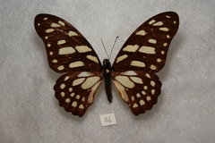 Graphium leonidas leonidas