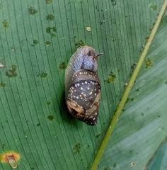 Simpulopsis