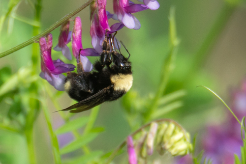 iNaturalist observation photo of California Bumble Bee