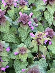 Lamium purpureum