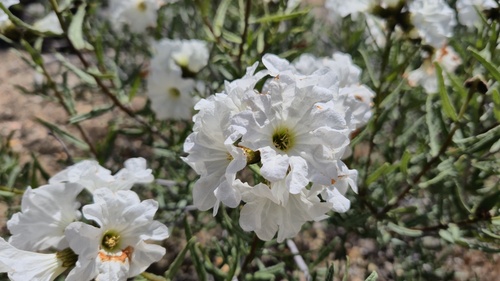 Carbonillo (Cordia decandra)