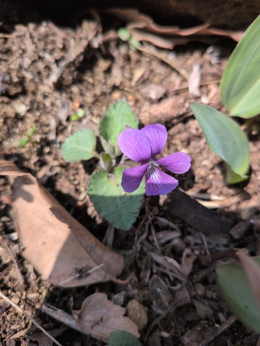 Viola phalacrocarpa (Viola phalacrocarpa)