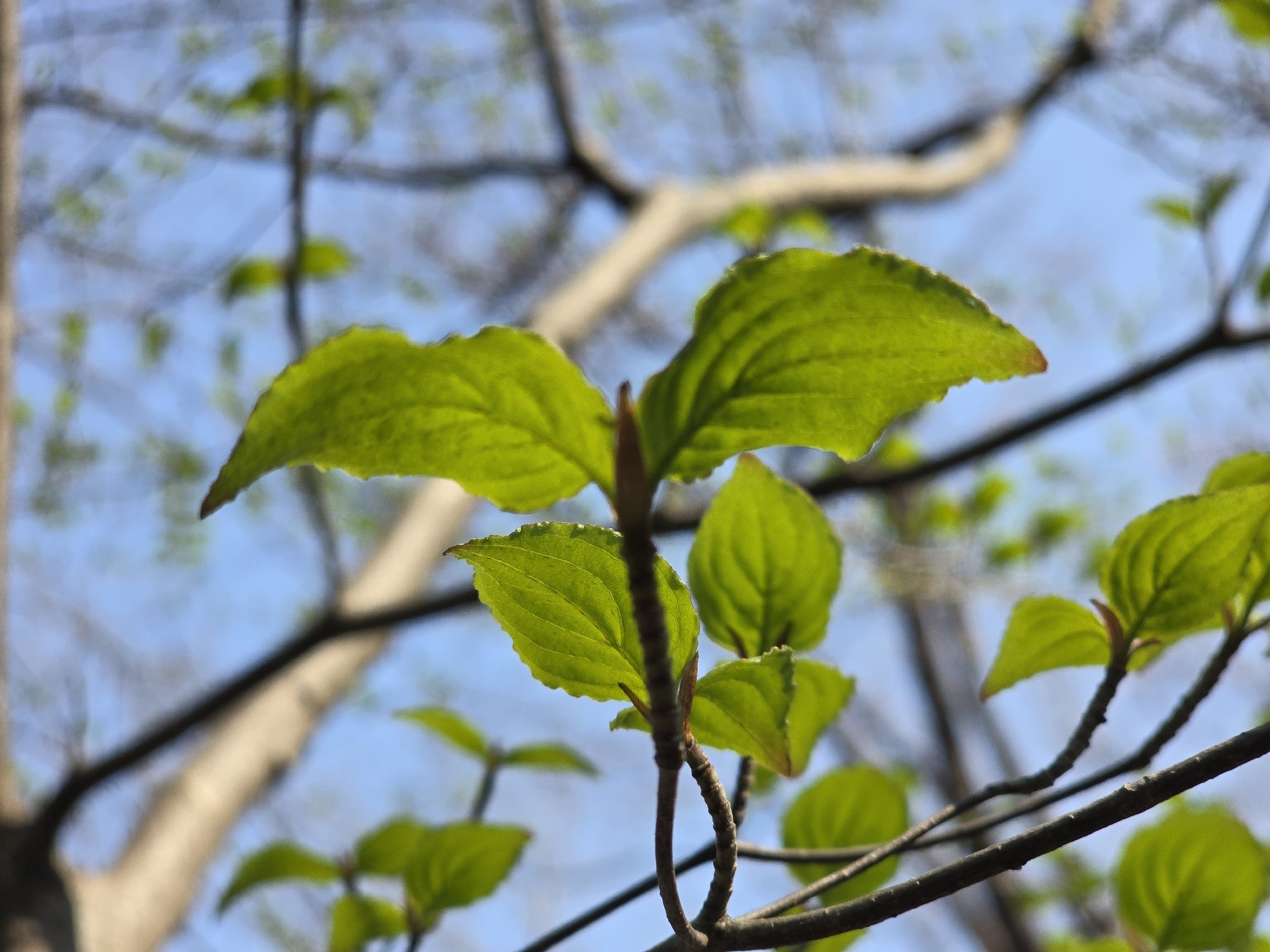 Kousa Dogwood (Cornus kousa)