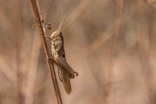 Acanthacris ruficornis citrina
