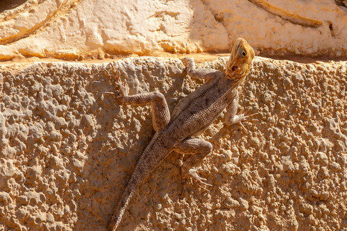 Peters's Rock Agama