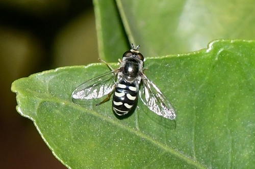 Unknown species found near 33rd St, East Sac, CA, USA