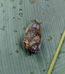 Simpulopsis