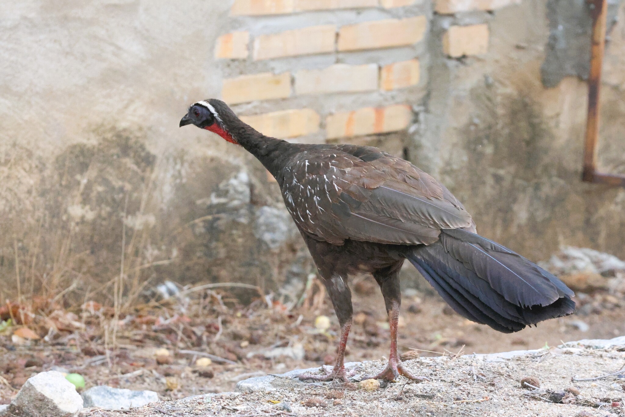 White-browed Guan (Penelope jacucaca), photo 3