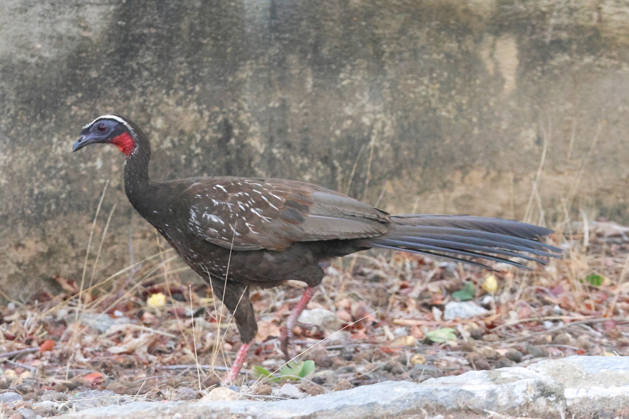 White-browed Guan (Penelope jacucaca), photo 2