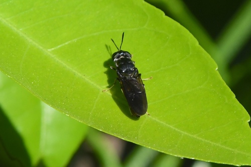 Unknown species found near 33rd St, East Sac, CA, USA