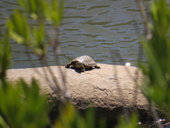 Mauremys leprosa leprosa