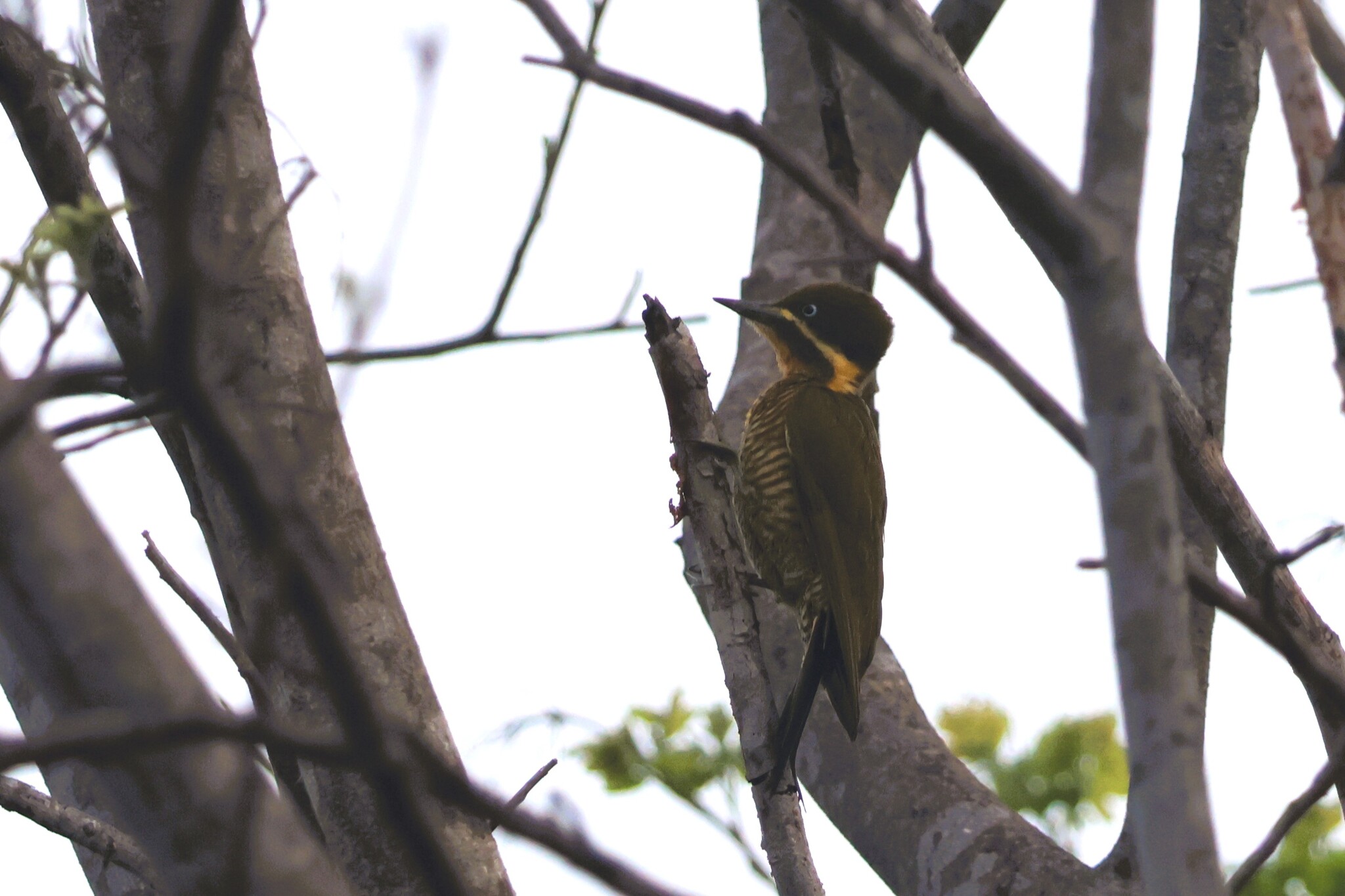 Golden-green Woodpecker (Piculus chrysochloros), photo 3
