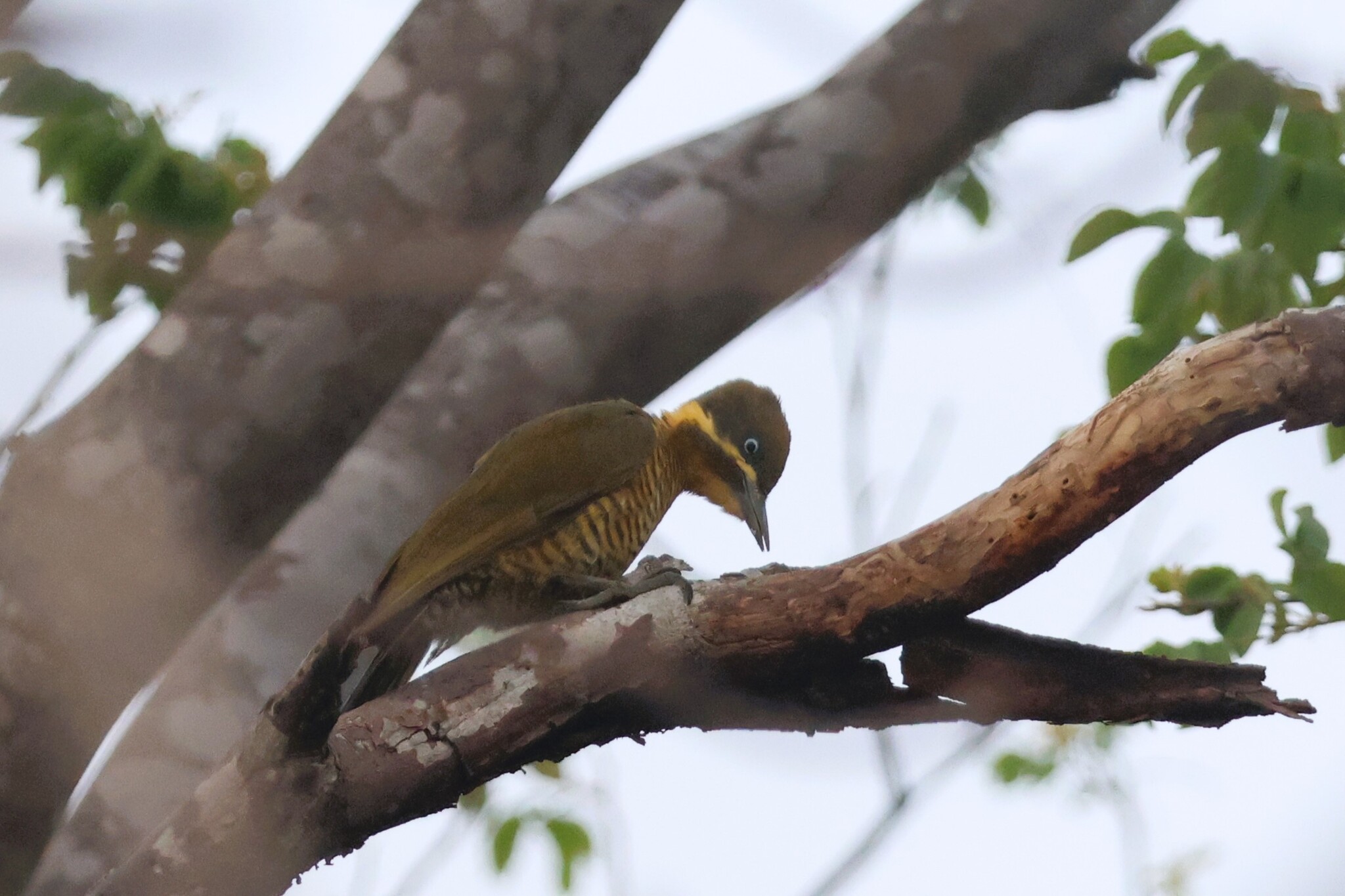 Golden-green Woodpecker (Piculus chrysochloros), photo 4