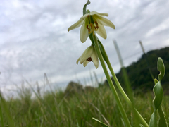Fritillaria liliacea