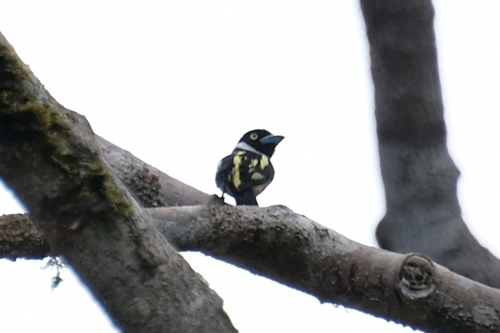Black-and-yellow Broadbill