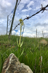 Fritillaria liliacea