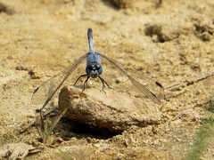 Diplacodes trivialis