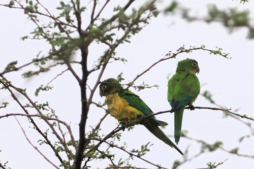 Caatinga Parakeet (Eupsittula cactorum), photo 5