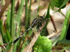 Orthetrum sabina