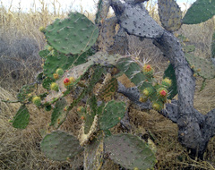 Opuntia velutina