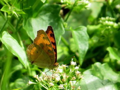 Junonia almana