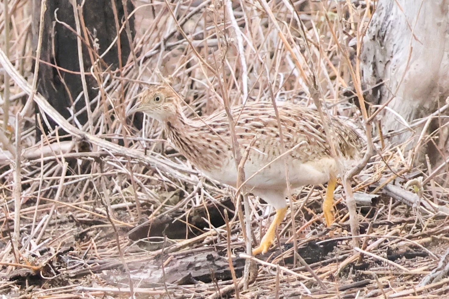 White-bellied Nothura (Nothura boraquira), photo 9