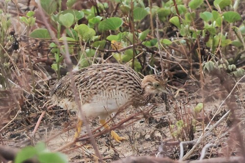 White-bellied Nothura (Nothura boraquira), photo 7