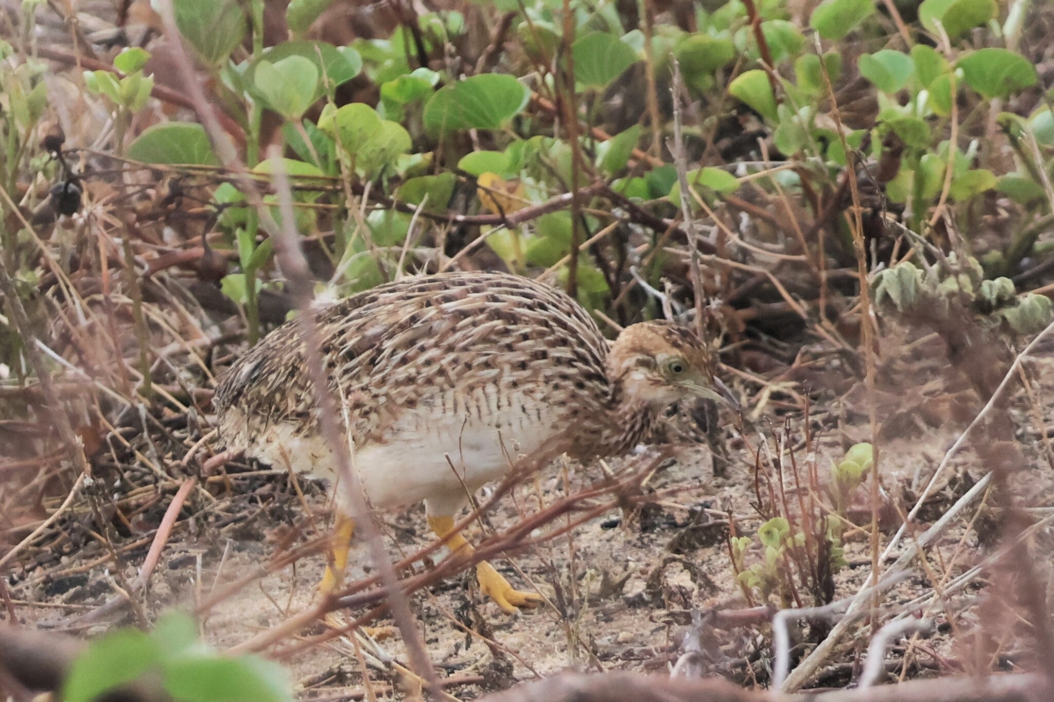 White-bellied Nothura (Nothura boraquira), photo 8