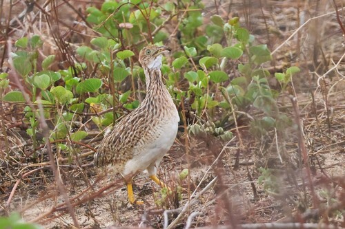 White-bellied Nothura (Nothura boraquira)