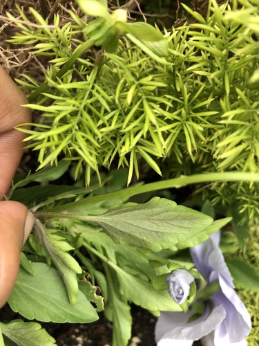 Bumphead parrotfish