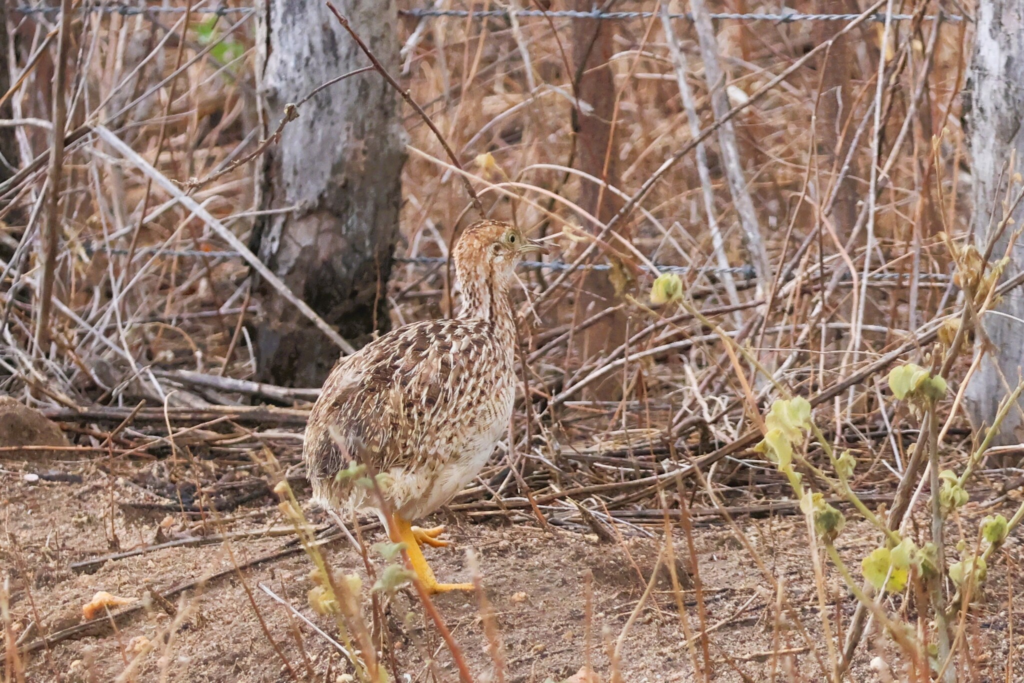 White-bellied Nothura (Nothura boraquira), photo 2