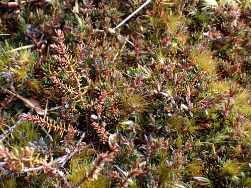 pygmy pine (Lepidothamnus laxifolius)